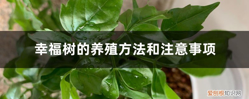 幸福树的养殖方法和浇水 幸福树的养殖方法和注意事项