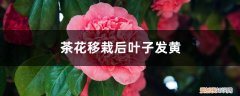 种的茶花叶黄了怎么办 茶花移栽后叶子发黄怎么回事