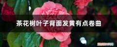 茶花叶片发黄叶片弯曲 茶花树叶子背面发黄有点卷曲的原因