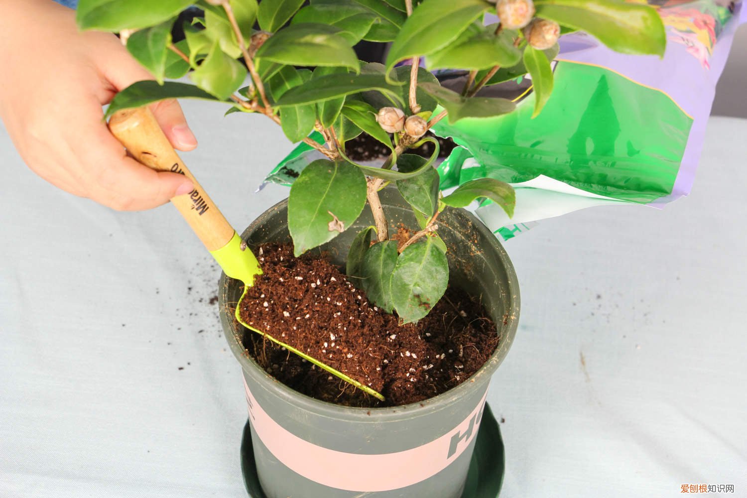 茶花叶片发黄叶片弯曲 茶花树叶子背面发黄有点卷曲的原因