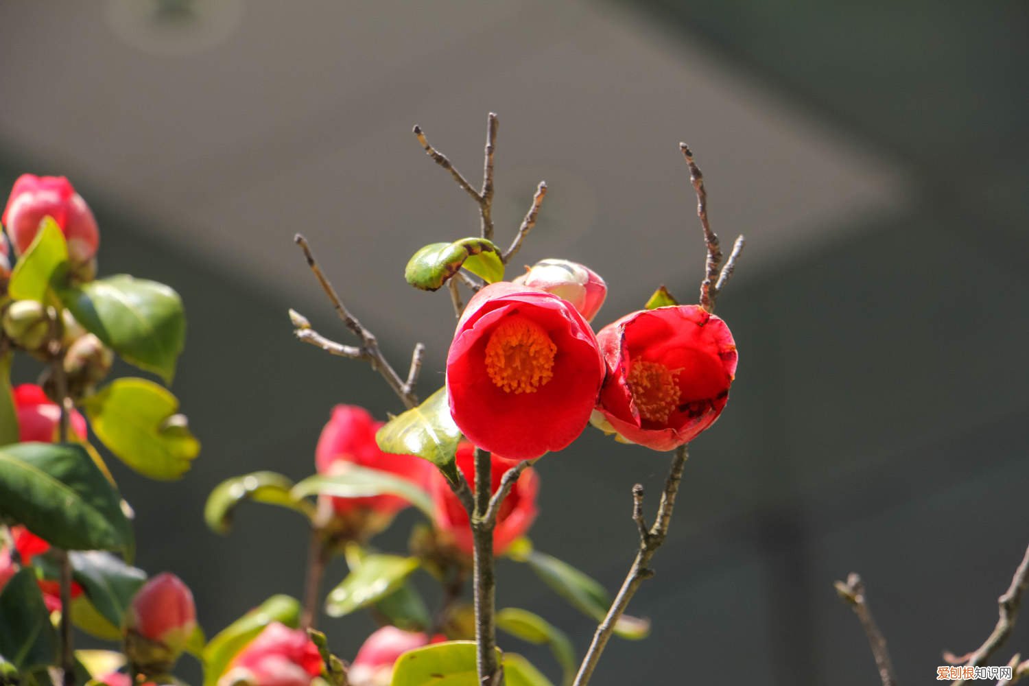 茶花叶片发黄叶片弯曲 茶花树叶子背面发黄有点卷曲的原因