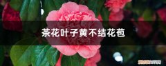 茶花只长叶不长花苞怎么办 茶花叶子黄不结花苞怎么办