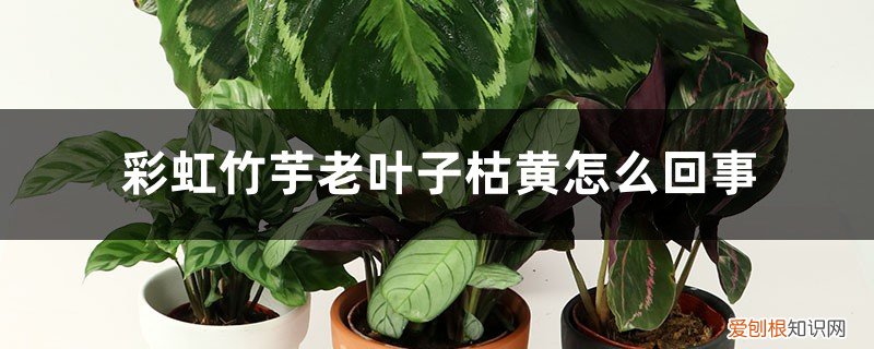 彩虹竹芋叶子干枯是什么原因 彩虹竹芋老叶子枯黄怎么回事
