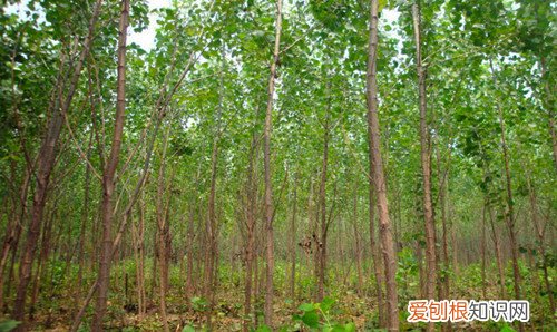 白杨树图片及生长习性如何养殖白杨树