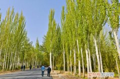 白杨树图片及生长习性如何养殖白杨树