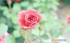 玫瑰花粉的效果有什么 玫瑰花粉食用方法
