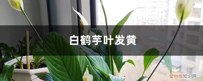 白鹤芋叶尖枯黄 白鹤芋叶发黄的原因及补救措施