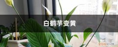 白鹤芋发黄 白鹤芋变黄的原因