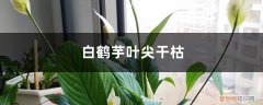 白鹤芋叶尖干枯怎么办呢 白鹤芋叶尖干枯怎么办