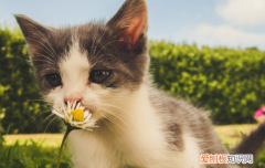 猫没食欲吐血 猫没食欲