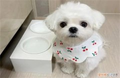 马尔济斯犬贵不贵 马尔济斯犬8000元贵吗