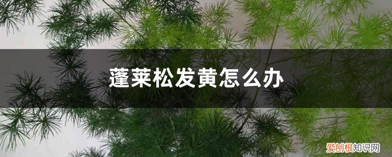 蓬莱松发黄怎么办? 蓬莱松发黄怎么办