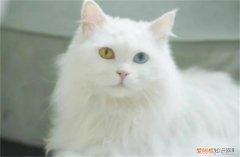 临清狮子猫市场价 临清狮子猫400元贵吗