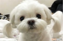 马尔济斯犬好多钱 马尔济斯犬3000元贵吗