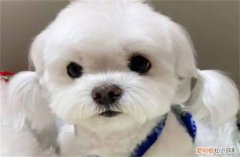 马尔济斯犬好多钱 马尔济斯犬2000元贵吗