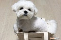 马尔济斯犬有多贵 马尔济斯犬1000元贵吗