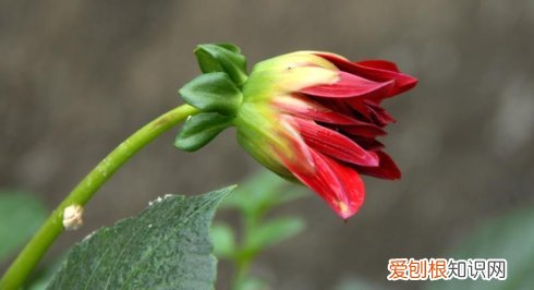 山芋花的种植技术 如何养殖山芋花