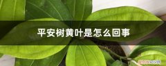 平安树黄叶什么原因 平安树黄叶是怎么回事