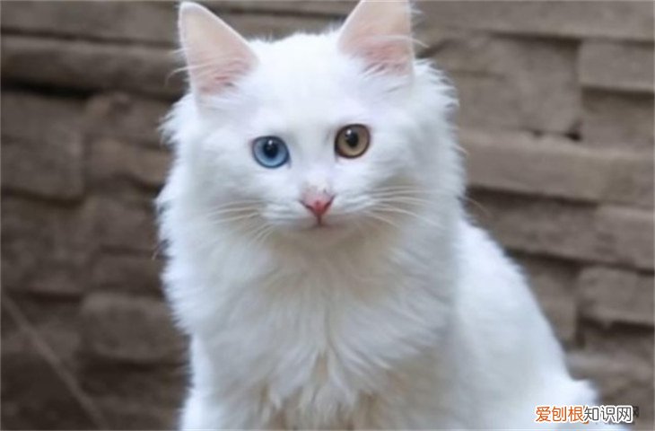 临清狮子猫一般多少钱 临清狮子猫200元贵吗