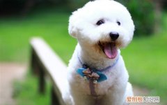 比熊犬挑选要点 比熊犬挑选诀窍