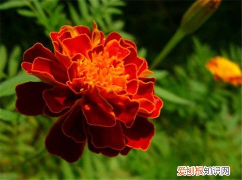 菊花图片大全 菊花可以养在家里吗