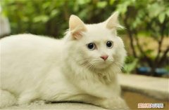 临清狮子猫怎么样 临清狮子猫300元贵吗