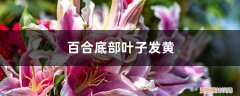 百合下部叶子发黄 百合底部叶子发黄怎么办