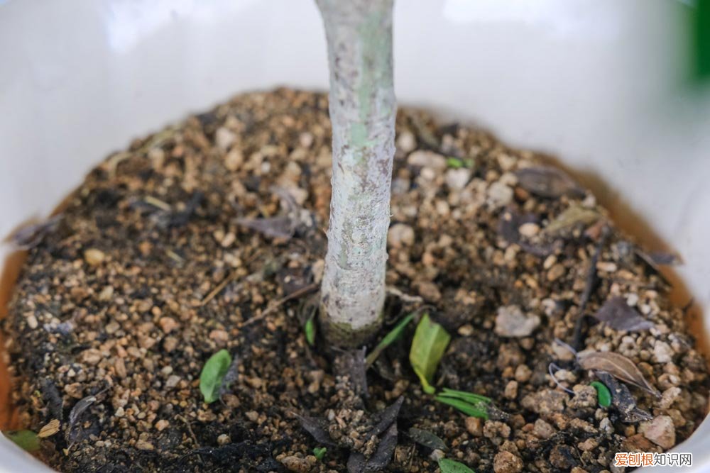 原因和解决方法 栀子花黄叶掉叶怎么办(栀子花叶子发黄脱落怎样挽救)