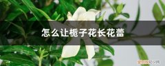 栀子花长花蕾时怎么养护 怎么让栀子花长花蕾，有花蕾后怎么养