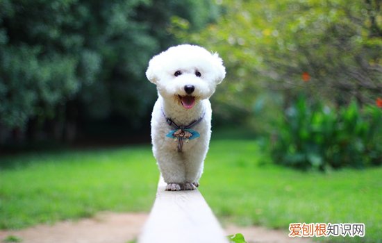 怎么挑选比熊犬 怎么挑选比熊犬是否健康