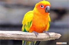 金太阳鹦鹉是保护动物吗 是否可以私人养