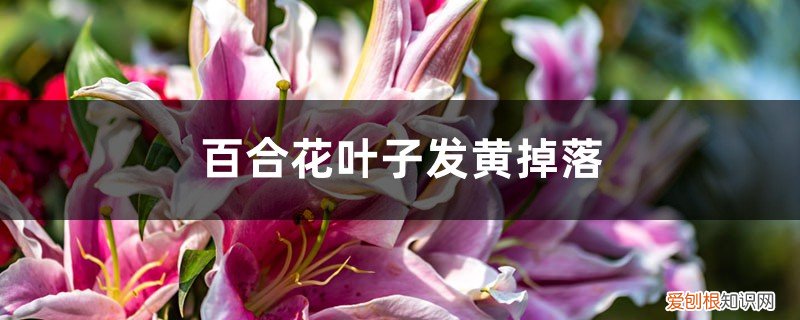 百合花底部叶子发黄脱落 百合花叶子发黄掉落是什么原因