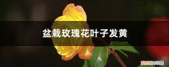 玫瑰花叶子发黄怎么办? 盆栽玫瑰花叶子发黄怎么办