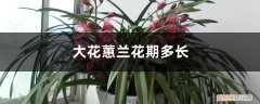 大花蕙兰花期长吗 大花蕙兰花期多长，花期怎么养护