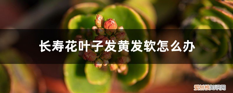 长寿花开花但叶子发黄发软怎么办 长寿花叶子发黄发软怎么办