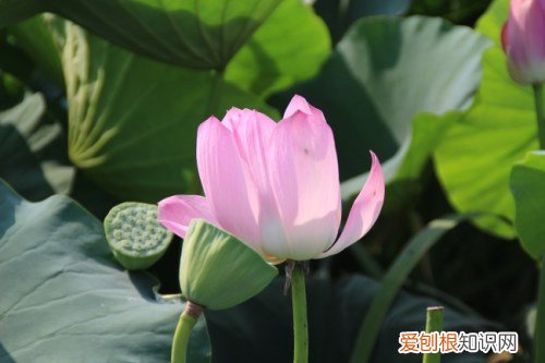 莲花图片大全欣赏 莲花的基本信息介绍