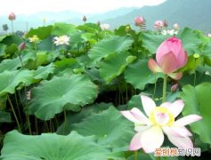 莲花图片大全欣赏 莲花的基本信息介绍