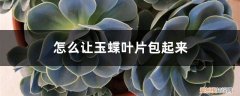 玉蝶叶子不紧凑怎么办 怎么让玉蝶叶片包起来，怎么养