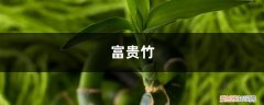 水养富贵竹子叶子发黄的原因 养“富贵竹”，就喂这“3种”水，叶子油绿有光泽，黄叶发蔫都