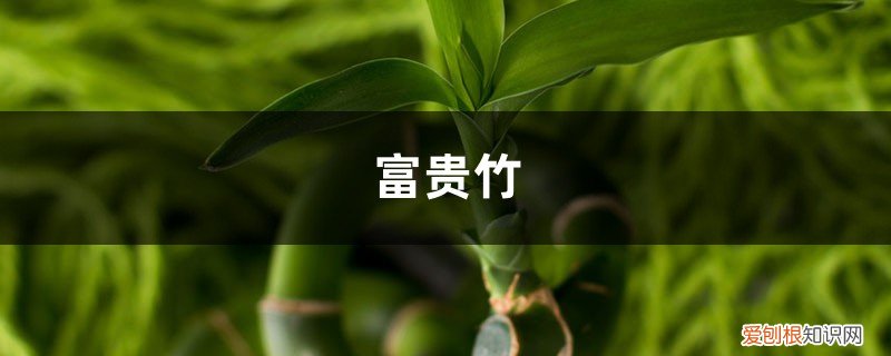 水养富贵竹子叶子发黄的原因 养“富贵竹”，就喂这“3种”水，叶子油绿有光泽，黄叶发蔫都byebye！