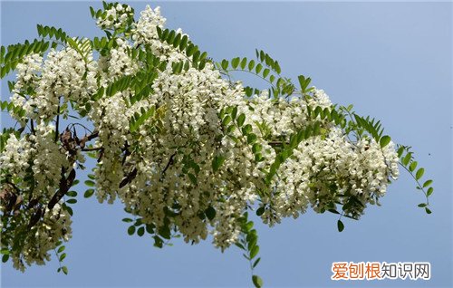 洋槐花图片鉴赏 槐花怎样做入味