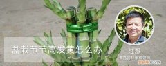 养的节节高叶变黄怎么办 茎秆、叶子发黄处理方法 节节高怎么养不发黄