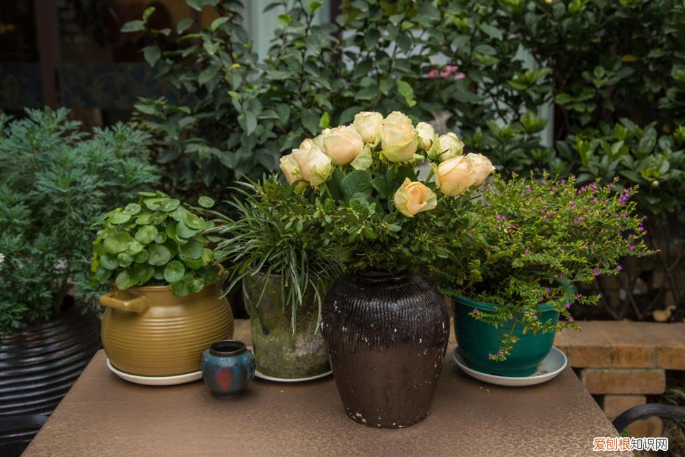 养的节节高叶变黄怎么办 茎秆、叶子发黄处理方法 节节高怎么养不发黄