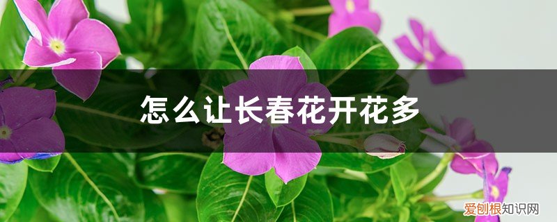 长春花长得太高了怎么修剪? 怎么让长春花开花多，开花后怎么修剪