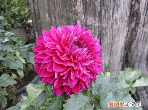 山芋花怎么养 山芋花有毒吗