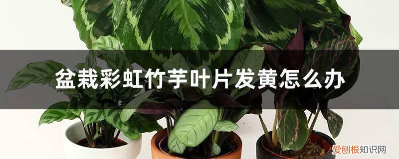 盆栽彩虹竹芋叶片发黄怎么办呢 盆栽彩虹竹芋叶片发黄怎么办