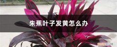 红叶朱蕉叶片枯黄 朱蕉叶子发黄怎么办