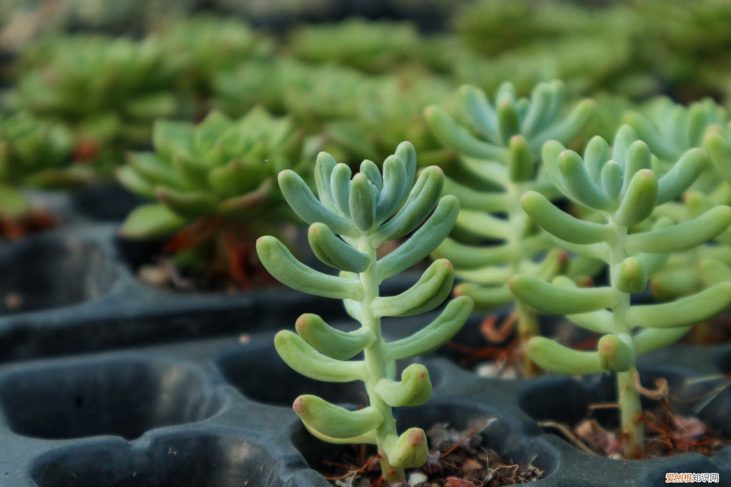 乙女心徒长怎么修剪 怎么让乙女心变红，徒长怎么办