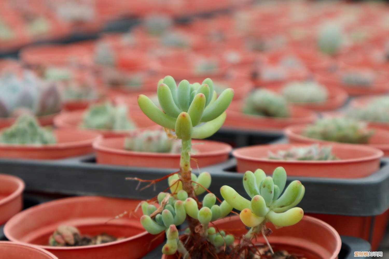 乙女心徒长怎么修剪 怎么让乙女心变红，徒长怎么办