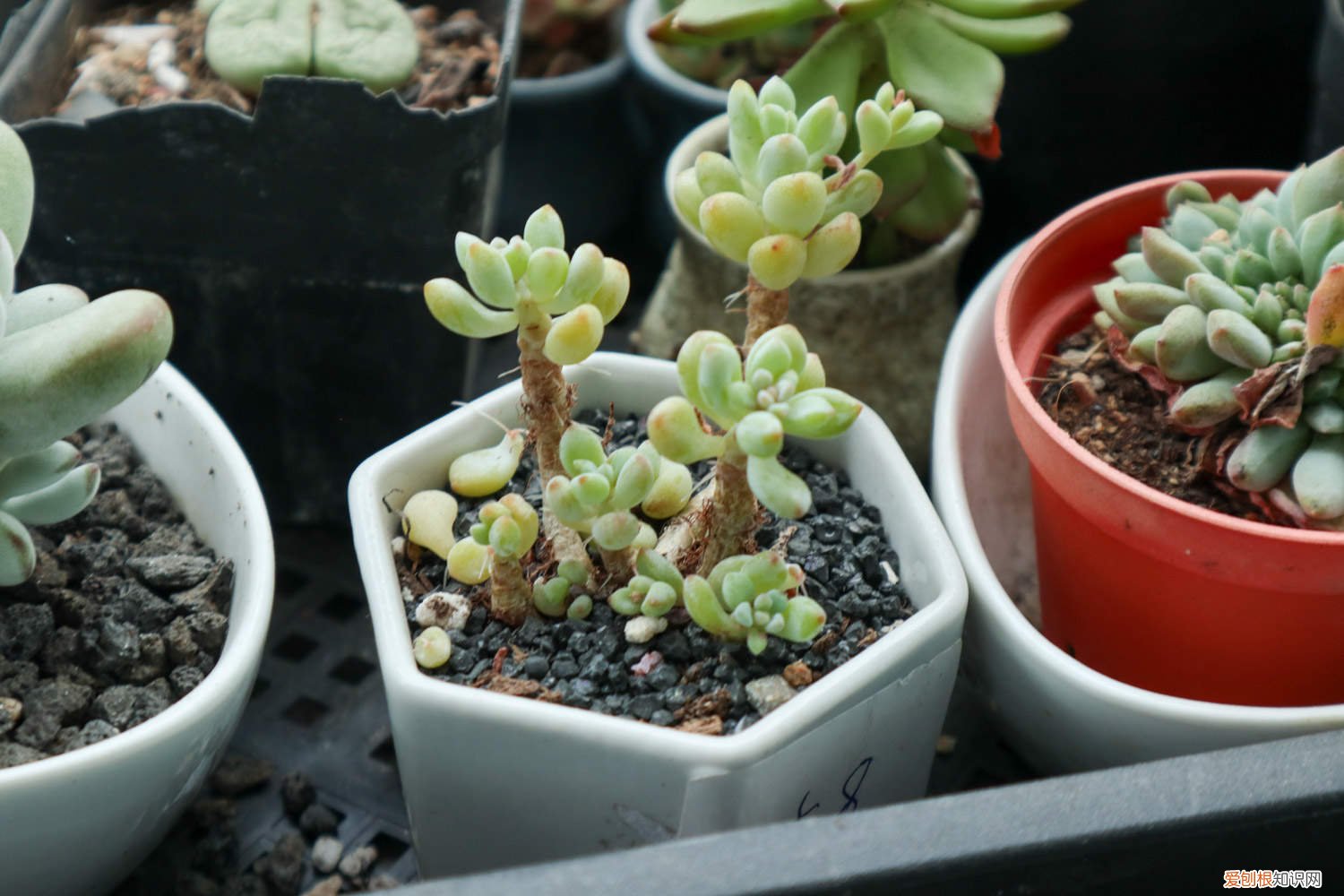 乙女心徒长怎么修剪 怎么让乙女心变红，徒长怎么办